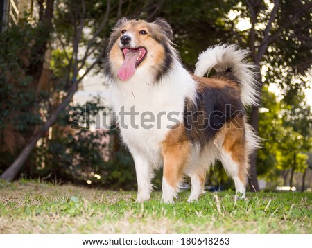 Dog, shetland sheepdog, collie, playing on field.