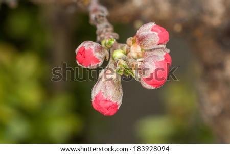 Spring flowers series, the bud of peach flowers