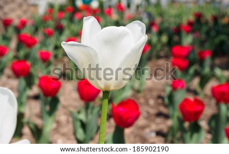 Spring flowers series, single white tulip with charming transparent petals among red tulips in field