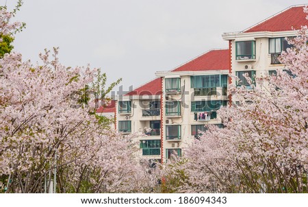 Spring flowers series, beautiful Cherry blossom , pink sakura flowers against buildings