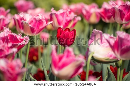 Spring flowers series,single red tulip with charming transparent petals among pink tulips.