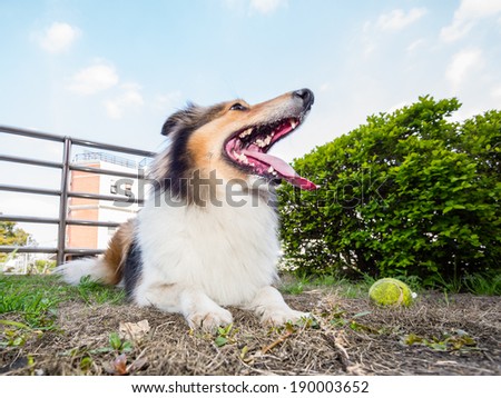Dog-Shetland sheepdog, collie, big mouth with ball, she was taking a little break during ball retrieving