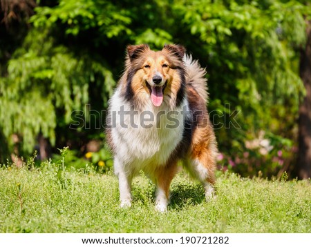 Dog, Shetland sheepdog, collie, smile with big mouth, she was waiting for ball retrieving.