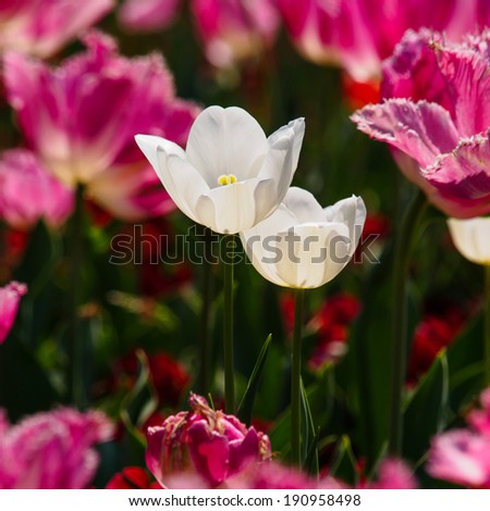 Spring flowers series, white tulips among pink tulips, background is soft.
