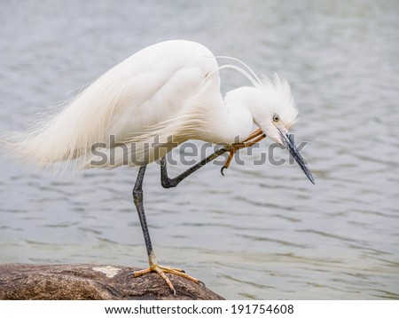 Snowy Egret (Egretta thula) Standing on rocks in the water, Shanghai, China