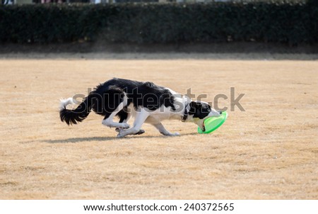 The moment Border collie catching frisbee with its mouth open