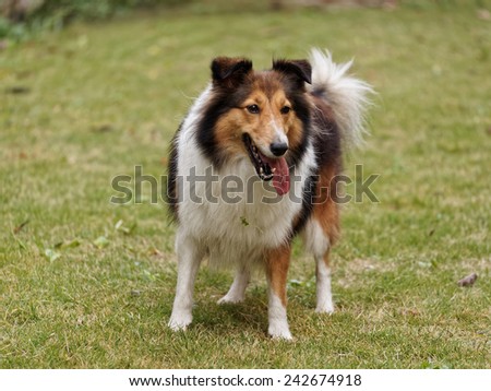 Dog, Shetland sheepdog, collie, standing on grass, she was waiting for ball retrieving