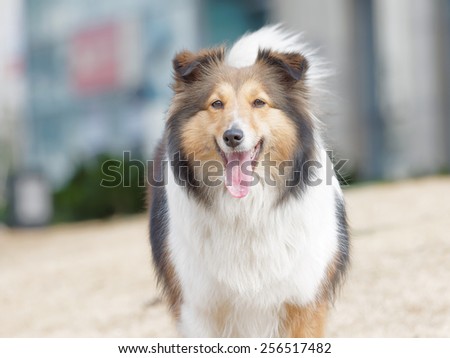 Dog, Shetland sheepdog, collie, smile with big mouth, she was waiting for ball retrieving.