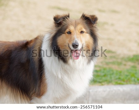 Dog, Shetland sheepdog, collie, smile with big mouth, she was waiting for ball retrieving