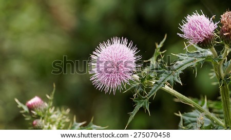 Blossoming Milk Thistle flower. Milk Thistle (Silybum marianum). Also known as Marian\'s Thistle, St. Mary\'s Thistle, Holy Thistle, and Blessed Thistle.