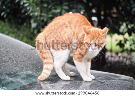 When cat meets dog, frightened cat standing on a car staring at a dog not in camera, ready to escape.