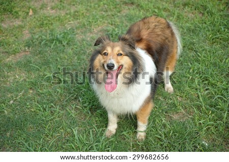 Dog, Shetland sheepdog, collie, standing on grass, tongue sticking out, smile with big mouth, she was waiting for ball retrieving