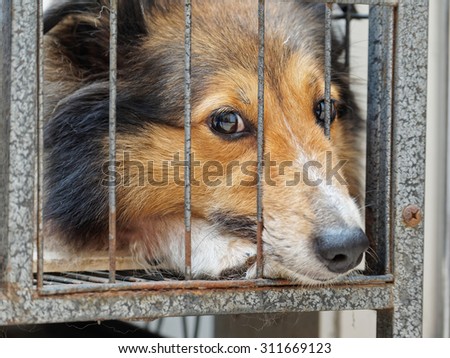 Dog in cage, unhappy face with nose stick out