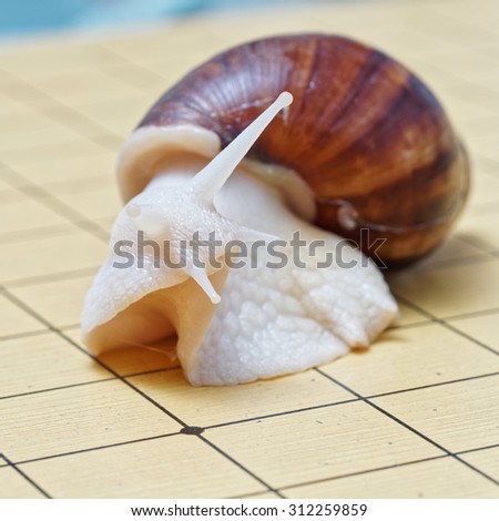 Snail on chess board, head and tentacle raised like thinking.