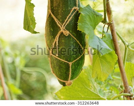 Wax gourd in a vegetable garden, hanging by crossed rope made of hemp, modern agriculture.