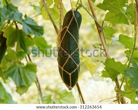 Wax gourd in a vegetable garden, hanging by crossed rope made of hemp, modern agriculture.