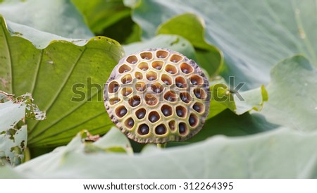 Dried lotus seed among lotus leaves, green background.