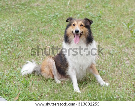 Funny smiling dog sits on grass field with mouth open, Shetland sheepdog, collie