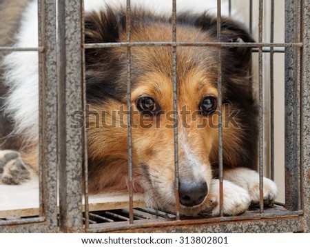 Dog in cage, unhappy face