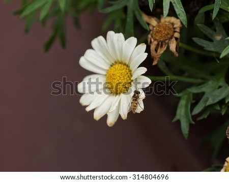 Bee on flower, focus on bee.