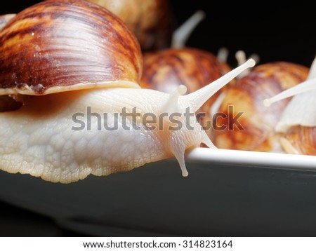 White snail, head and tentacle raised like thinking or dancing.