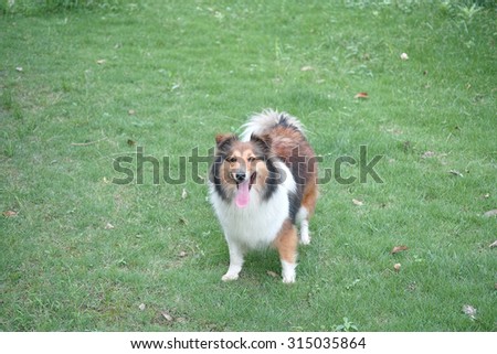 Funny smiling dog stands in the center of grass field with mouth open, Shetland sheepdog, collie
