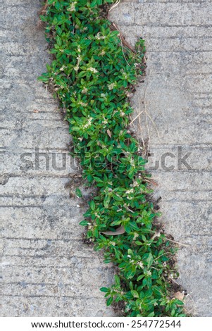 green plant grass on concrete floor