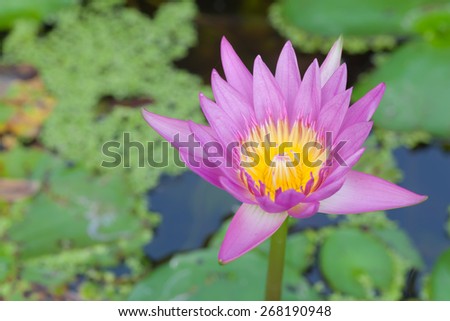bloom lotus flower in pond with soft background