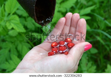 wild strawberries in hand under the tap green nature background