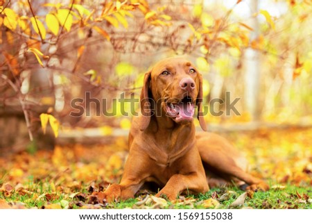 Similar – Image, Stock Photo Hungarian shorthaired dog