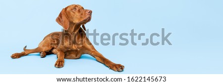 Beautiful hungarian vizsla dog full body studio portrait. Dog lying down and looking up over pastel blue background. Family dog banner.