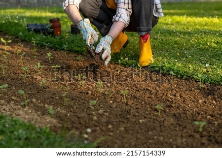 Similar – Foto Bild Anonymer Gärtner, der im Garten mit einer Kelle Erde umgräbt