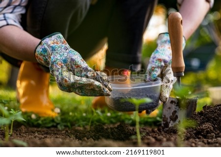 Eco friendly gardening. Woman preparing soil for planting, fertilizing with compressed chicken manure pellets. Organic soil fertiliser. Photo stock © 