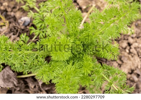 Image, Stock Photo filigree Love-in-a-mist