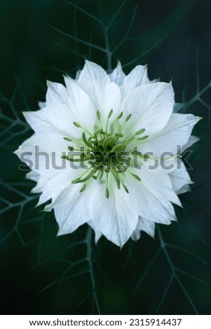 Similar – Image, Stock Photo filigree Love-in-a-mist