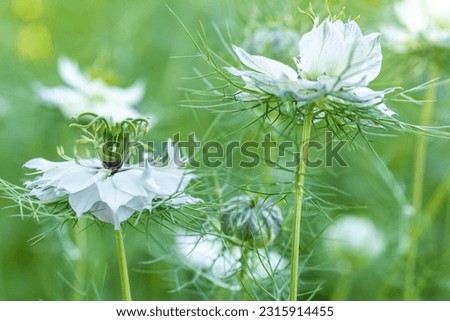 Similar – Image, Stock Photo filigree Love-in-a-mist