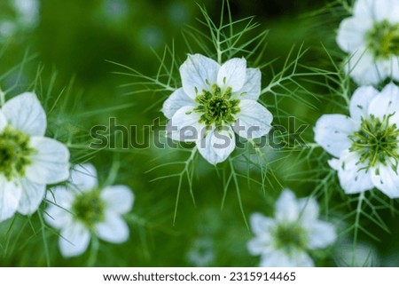 Similar – Image, Stock Photo filigree Love-in-a-mist