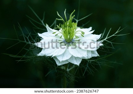 Similar – Image, Stock Photo filigree Love-in-a-mist