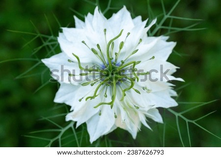 Similar – Image, Stock Photo filigree Love-in-a-mist