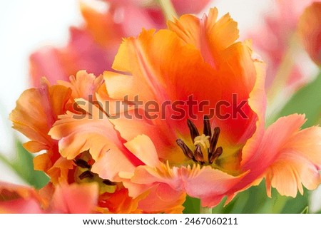 Similar – Image, Stock Photo Bunch of Parrot Style Tulips