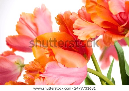 Similar – Image, Stock Photo Bunch of Parrot Style Tulips