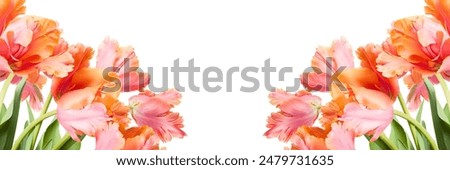 Image, Stock Photo Bunch of Parrot Style Tulips