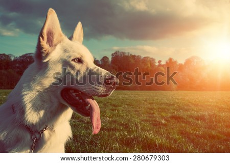 Gorgeous large white dog in a park, colorised image