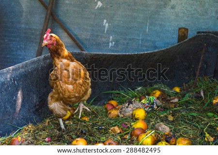 Hens feeding on home waste compost