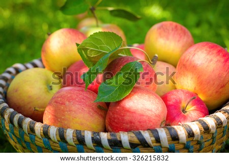 Organic apples in basket, apple orchard, fresh homegrown produce