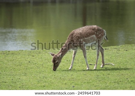 Similar – Image, Stock Photo Wild deer grazing in forest