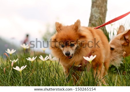 Little dog with flower