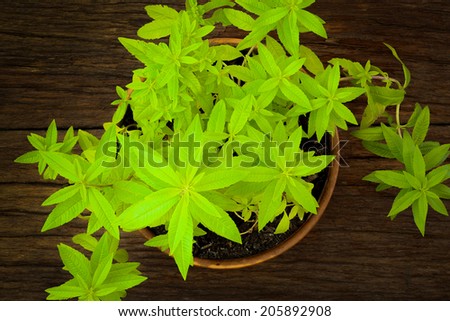 Lemon verbena herbal plant in black plastic pot on dark rough wooden background