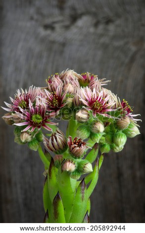 Blooming sempervivum calcareum flowers, hens and chicks plant, rough wooden background