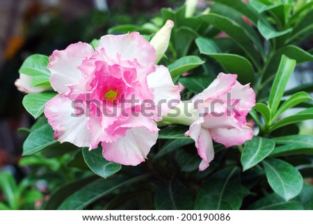 Pink and white desert flower, adenium obesum.